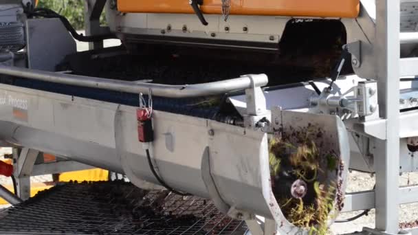 Sorting wine-grapes on arrival at the cellar on a vibrating belt — Stock Video