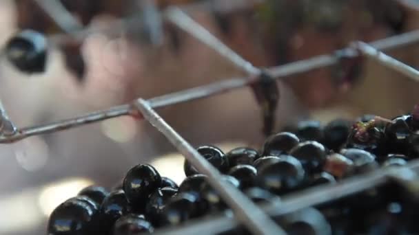 Ordenando uvas de vinho na chegada à adega em um cinto vibratório — Vídeo de Stock