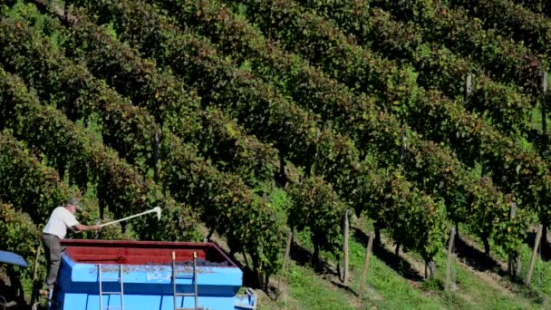 Виноградний збирачам збирання винограду, вирощених на виноградниках Бордо — стокове відео