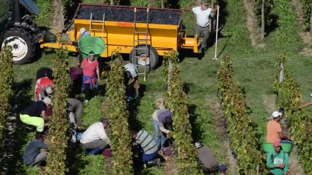 Grape pickers harvesting grapes in Bordeaux vineyards — Stock Video