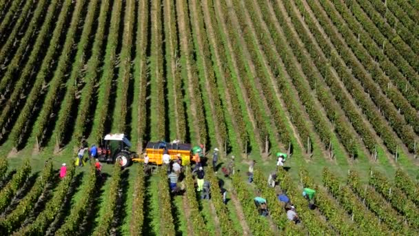 Winogronowego zbieraczy zbioru winogron w winnic Bordeaux — Wideo stockowe