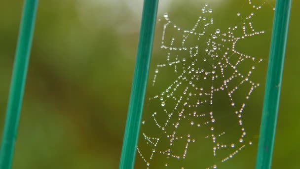 Toile d'araignée dans le parc — Video