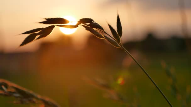 Field at sunset - Grasses in Sun — Stock Video