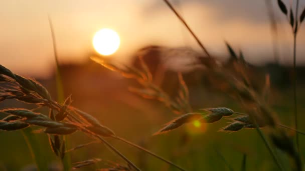 Campo al atardecer - Hierbas al sol — Vídeo de stock