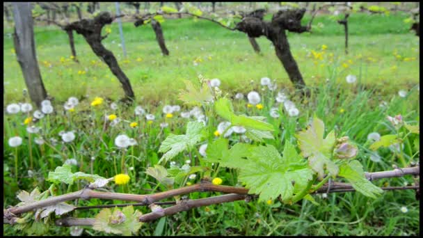 Wijnstok blad in lente-wijngaard zuidwesten van Frankrijk, Bordeaux Vine — Stockvideo
