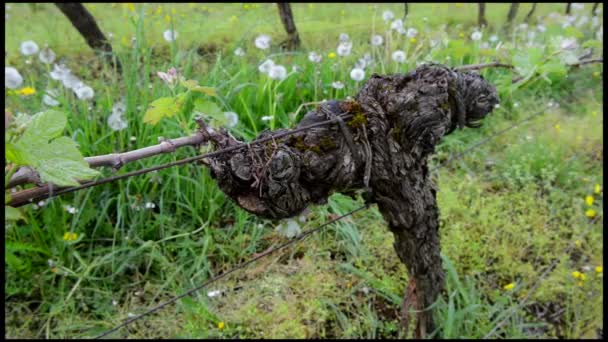 Foglia di vite in primavera-Vigneto sud-ovest della Francia, Bordeaux Vite — Video Stock