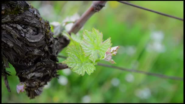 Hoja de vid en primavera-Viñedo suroeste de Francia, Burdeos Vine — Vídeos de Stock