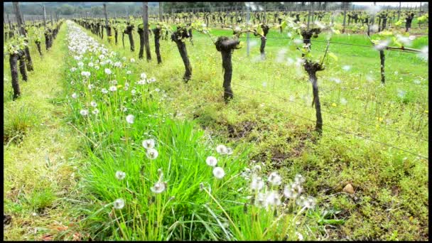 Liści winorośli w południowo-zachodniej Francji, Bordeaux winorośli wiosna Winnica — Wideo stockowe