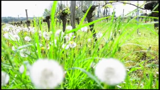 春畑の南西フランス、ボルドーのブドウのつるの葉 — ストック動画