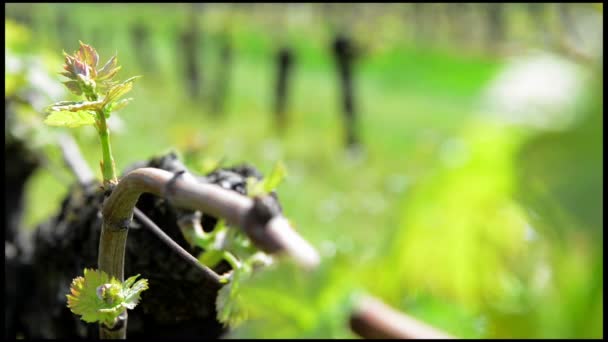 Folha de videira em Spring-Vineyard sudoeste da França, Bordeaux Vine — Vídeo de Stock