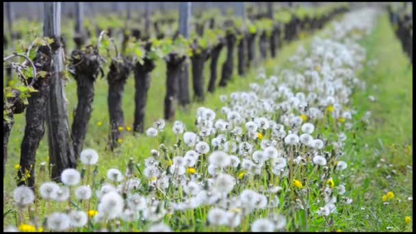 Wijnstok blad in lente-wijngaard zuidwesten van Frankrijk, Bordeaux Vine — Stockvideo