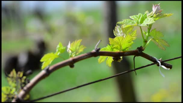 Weinblatt im Frühling-Weinberg südwestlich von Frankreich, Bordeaux-Rebe — Stockvideo