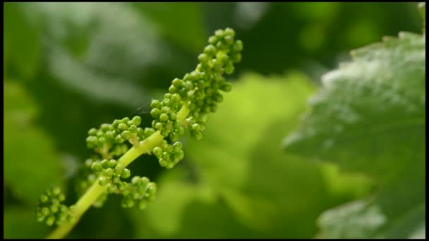 Weinberg - neue Trauben und Blattfrühling — Stockvideo