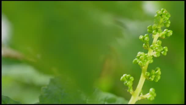 Weinberg - neue Trauben und Blattfrühling — Stockvideo