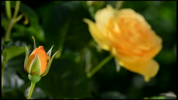 Primer plano de la rosa amarilla en el parque — Vídeos de Stock