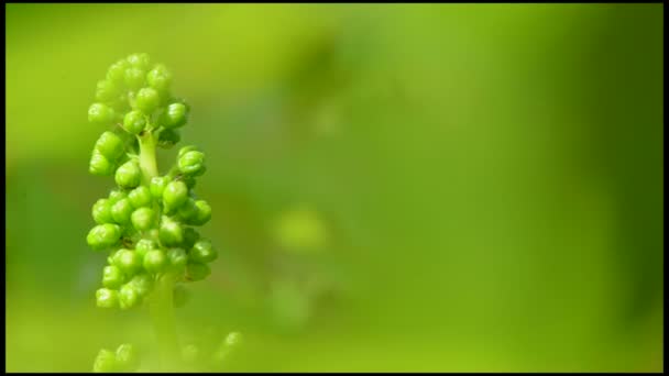 Viñedo-Nueva uva y hoja de primavera — Vídeo de stock