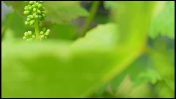 Vineyard-Nouveau printemps de raisin et de feuilles — Video