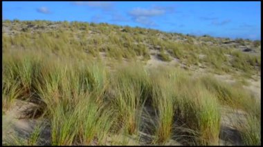 Dunes, cumulus bulutları ve mavi gökyüzü ile deniz çimen