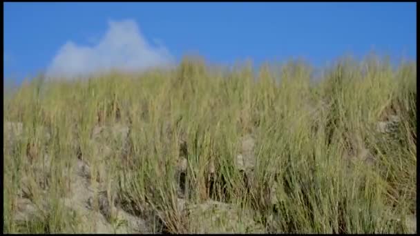 Duny, moře trávy s kupovité mraky a modrá obloha — Stock video