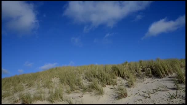 Dune, Erba marina con nuvole cumulate e cielo blu — Video Stock