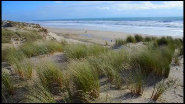 Dunes, herbe du bord de la mer avec cumulus et ciel bleu — Video