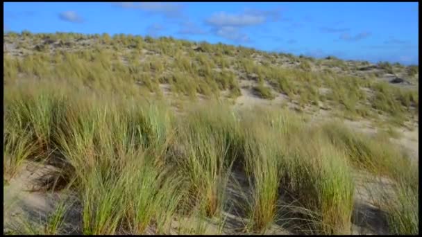 Dunas, grama à beira-mar com nuvens cumulus e céu azul — Vídeo de Stock