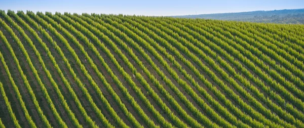 Vineyard Sunrise - Bordeaux Vineyard — Stock Photo, Image