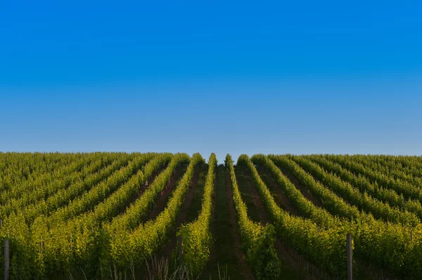 Sunrise vinhedo - vinhedo de Bordeaux — Fotografia de Stock