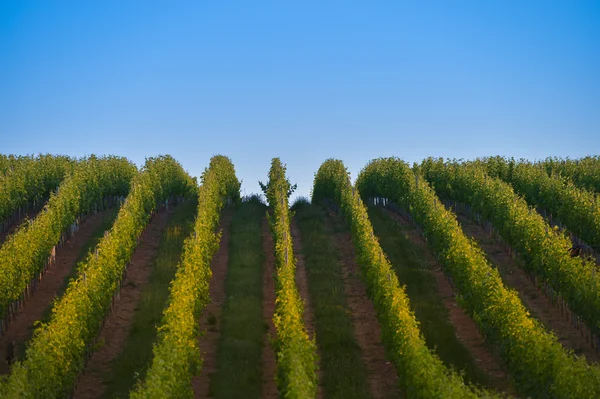 Winnica Sunrise - uprawy winogron w Bordeaux — Zdjęcie stockowe