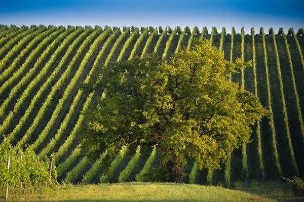 Wijngaard Sunrise - Bordeaux wijngaard — Stockfoto