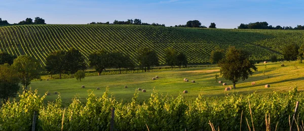 Vineyard Sunrise - Bordeaux Vineyard — Stock Photo, Image