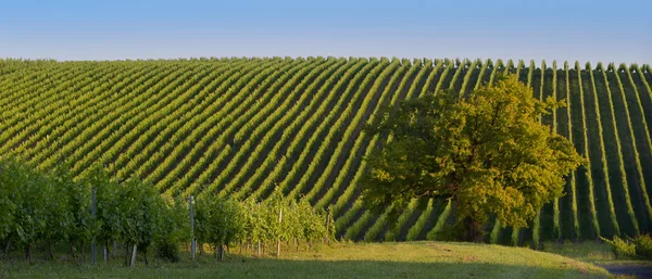 Виноградник Sunrise - виноградники Бордо — стокове фото