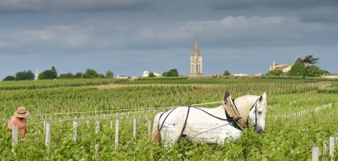 Çalışma bağ ile bir taslak beyaz at-Saint-Emilion-Fransa