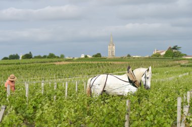 Çalışma bağ ile bir taslak beyaz at-Saint-Emilion-Fransa