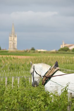Çalışma bağ ile bir taslak beyaz at-Saint-Emilion-Fransa