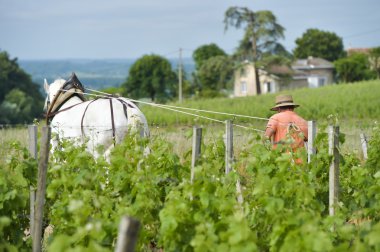Çalışma bağ ile bir taslak beyaz at-Saint-Emilion-Fransa