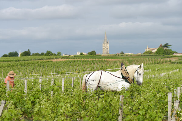 Виноградник лейбористов с белой лошадью - Сент-Озон-Франс
