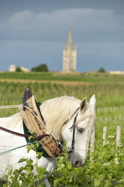 Viña Laboral con un proyecto de caballo blanco-Saint-Emilion-Francia — Foto de Stock