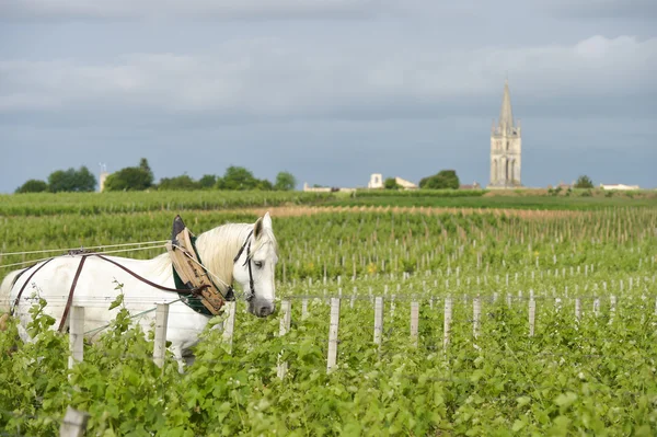 Vinhedo do Trabalho com um projecto de cavalo branco Saint-Emilion-France — Fotografia de Stock