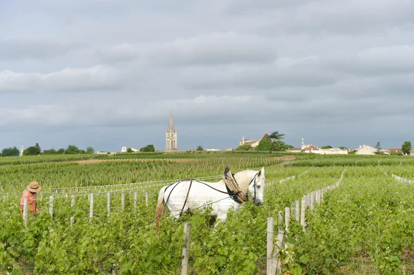 Vinhedo do Trabalho com um projecto de cavalo branco Saint-Emilion-France — Fotografia de Stock