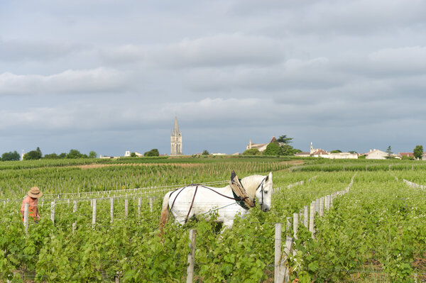 Labour Vineyard with a draft white horse-Saint-Emilion-France