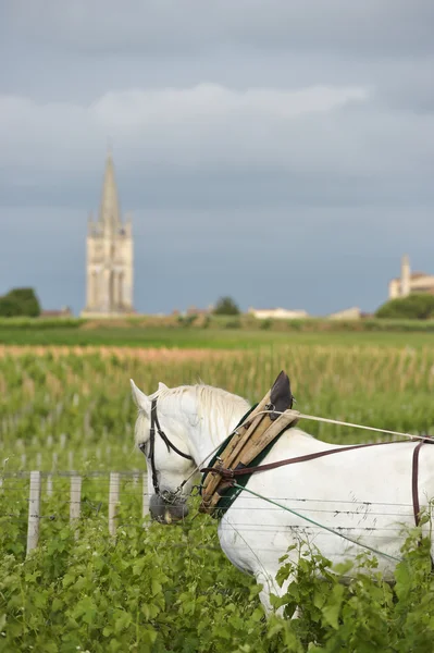 Labour Vineyard with a draft white horse-Saint-Emilion-France — Stock Photo, Image