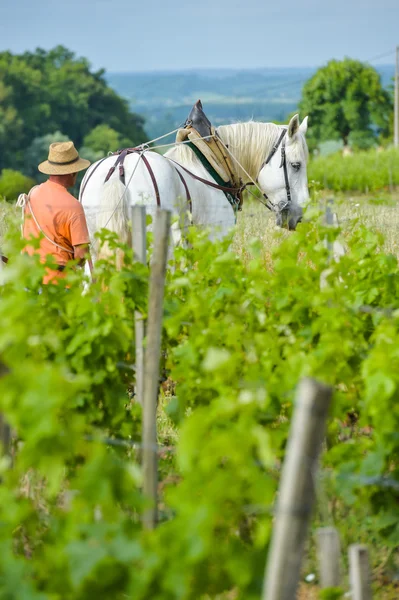 Labour Vineyard with a draft white horse-Saint-Emilion-France — Stock Photo, Image