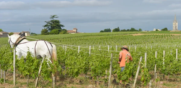 Labour Vineyard with a draft white horse-Saint-Emilion-France — Stock Photo, Image