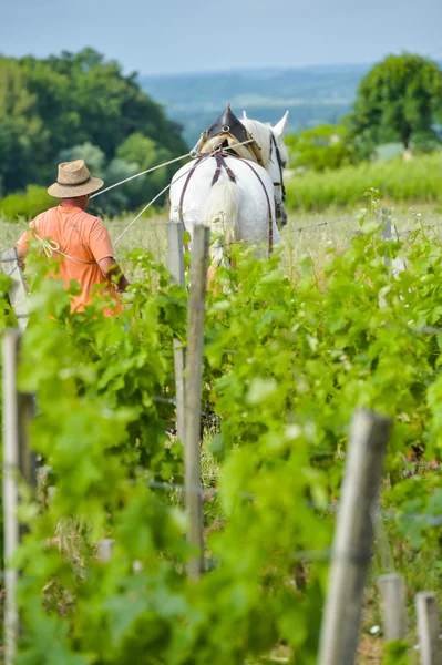 Vinhedo do Trabalho com um projecto de cavalo branco Saint-Emilion-France — Fotografia de Stock