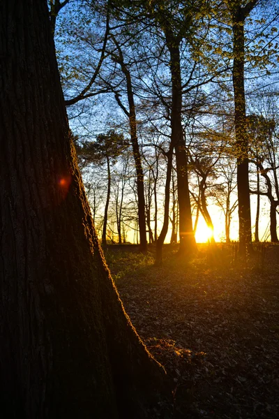 Sunlight filtrujący przez drzewa w lesie — Zdjęcie stockowe