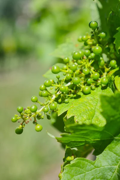 Young grape plant-Bordeaux vineyard — Stock Photo, Image