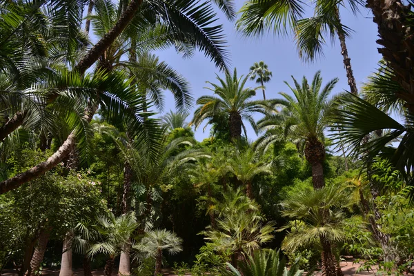 Palm Tree-Jardin Majorelle, Marrakesh, Morocco