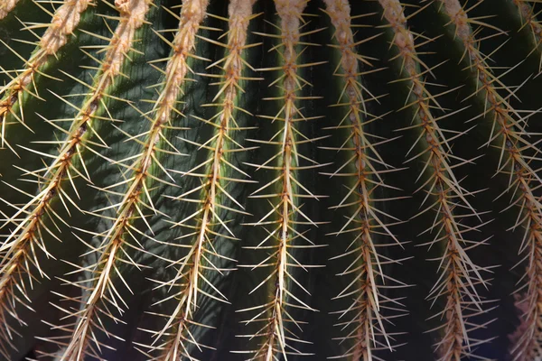 African Cactus-Jardin Majorelle, Marrakesh, Morocco