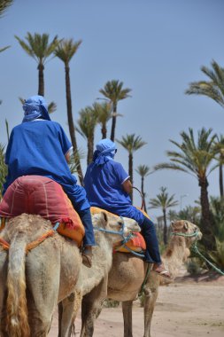 Afrique, Maroc, Marakech, chameaux, Tourisme clipart